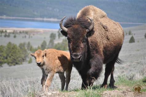 Why are the Yellowstone National Park buffalo being slaughtered?