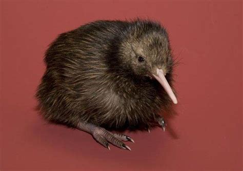 Recently hatched baby kiwi : r/kiwi_bird