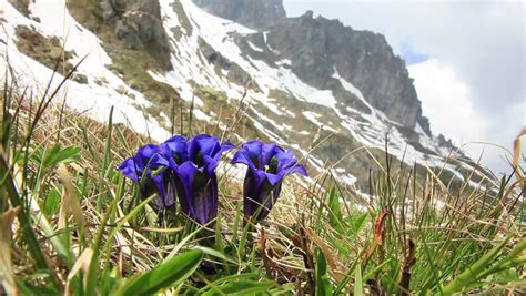 Enzian-gentiana Flowers On Swiss Mountains Stock Footage Video (100% ...