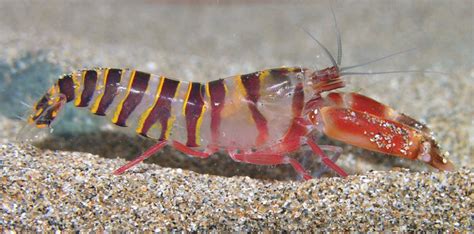 Pistol shrimps: How to recognise them in the fossil record – Deposits