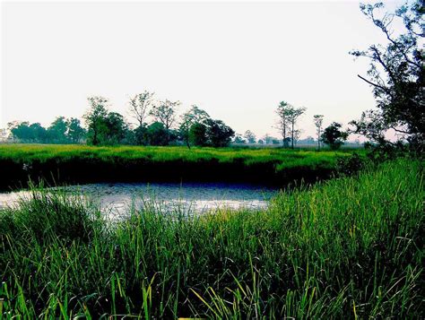 Dudhwa National Park Tourism (2024) Wildlife Sanctuary, Tiger Reserve