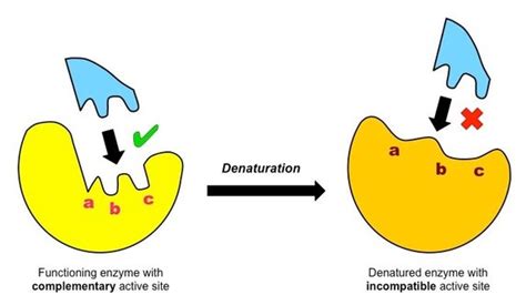 ENZYMES - SEBIOLOGY