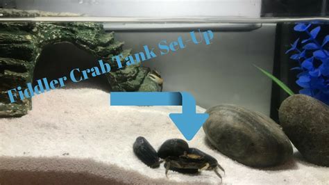 Fiddler Crab Tank set-up - YouTube