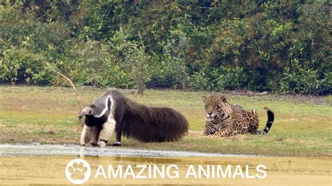 Jaguar Stalks Giant Anteater Only To Watch It Walk Off - YouTube