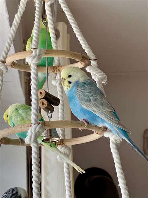 Pin von koicha Toledo auf BIRD TOYS | Wellensittich spielzeug, Sittich ...