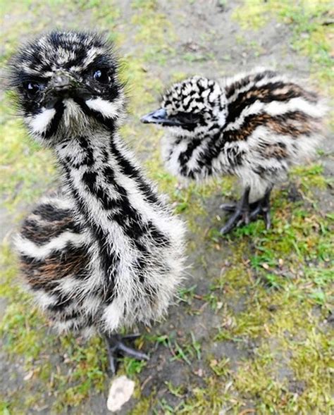 These baby emu are adorable : aww