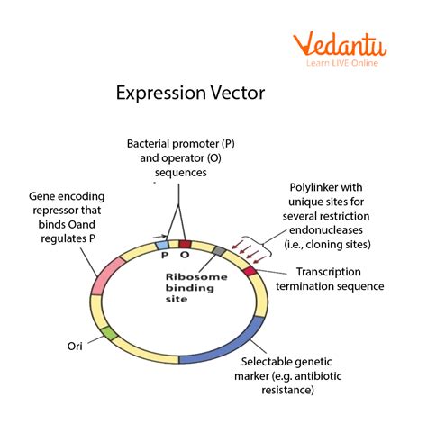 Designed Plasmid Vector