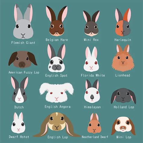 List Of Rabbit Breeds Bini The Bunny Wiki Fandom, 59% OFF