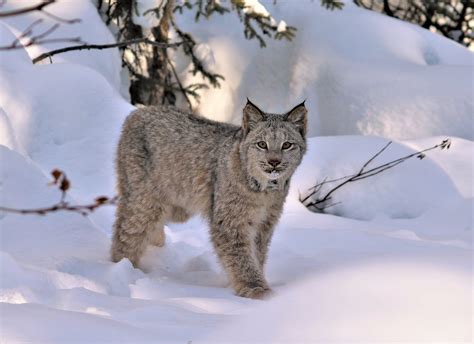 A Glimpse into the Fascinating World of the Canada Lynx