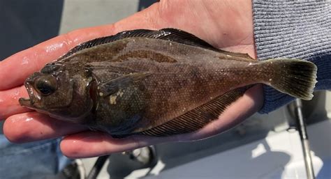 Pacific Sanddab | California Sea Grant