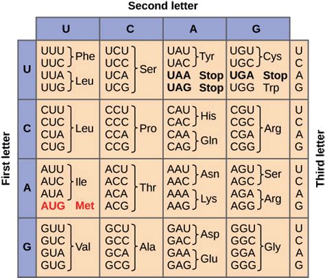 Genes to proteins: Central Dogma | BIO103: Human Biology