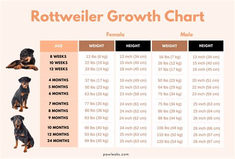 rottweiler puppy food amount - Perfect Setup Newsletter Ajax