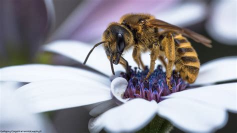 Apis mellifera mellifera by FemtoGraphy on DeviantArt