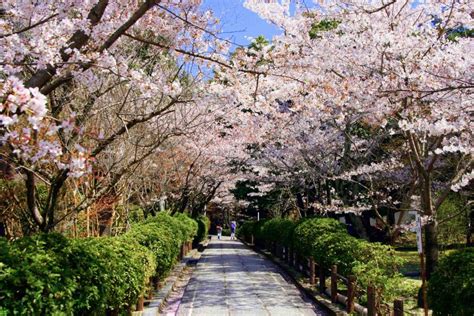 Sakura Kyoto - The 10 Most Beautiful Cherry Blossom Spots In Kyoto