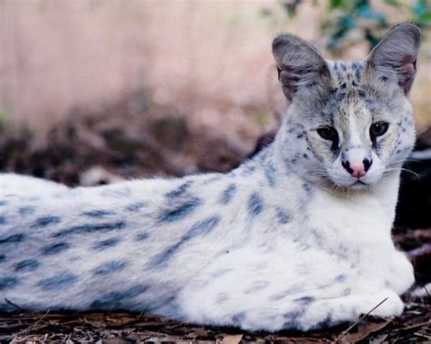 Leucistic serval | Scrolller