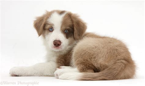 Dog: Cute lilac Border Collie puppy, 7 weeks old photo WP40792