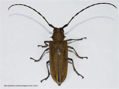 Longhorned beetle (Batocera sp.) in Sumatra Indonesia