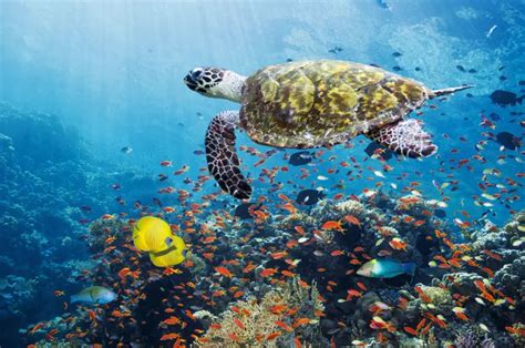 Do marine protected areas work? - Nexus Newsfeed