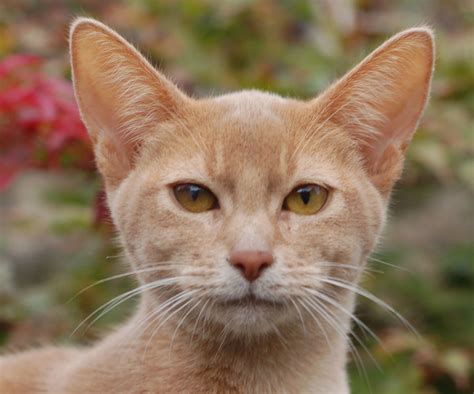 Encyclopedia of Cats Breed: Fawn Abyssinian Cat