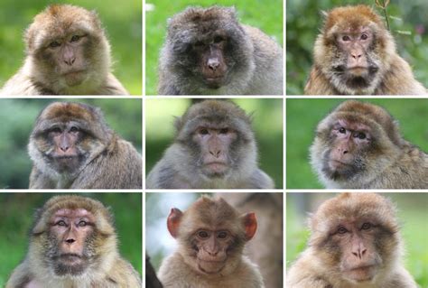 140 Monkey Faces: Testing how monkeys think about their social world ...