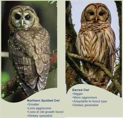 Barred owls on the hit list - Animals 24-7