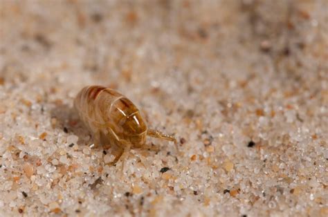 How Do You Get Sand Fleas - Pest Phobia