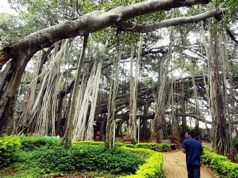 The 1250 year old Great Banyan Tree in the Botanical Garden at Howrah ...