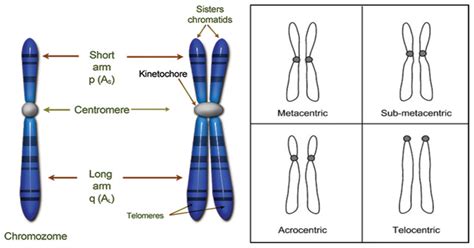 A Diagram That Shows Chromosomes