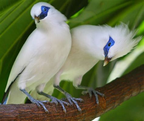 Mengenal Burung Jalak Bali - Budgie Bird