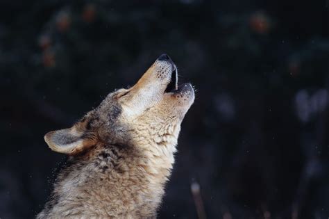 Wolf Howling Wallpapers - Wallpaper Cave