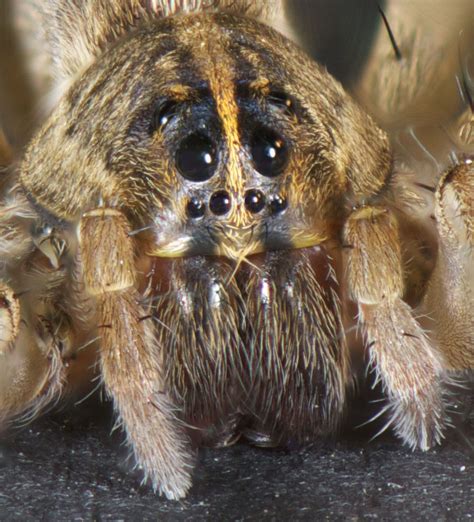 wolf spiders (Family Lycosidae) | spidersrule