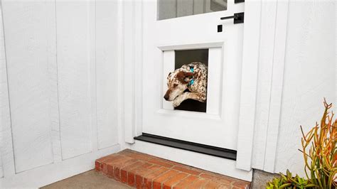 This $3K smart dog door will let your pets step out when they wish to ...