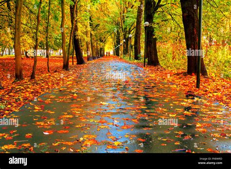 El colorido paisaje de otoño. Otoño los árboles con follaje amarillo y ...