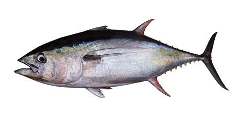 FishSource - Yellowfin tuna - Indian Ocean