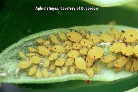 Aphid Control