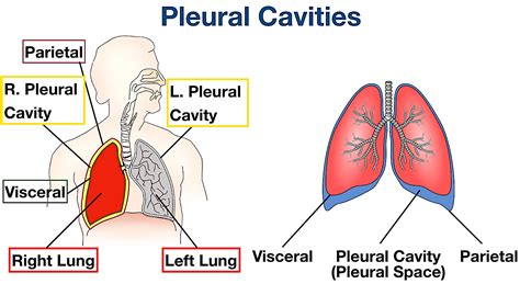 Pleural Cavity Pleura Visceral Pleura Pulmonary Pleura Serosa Images ...