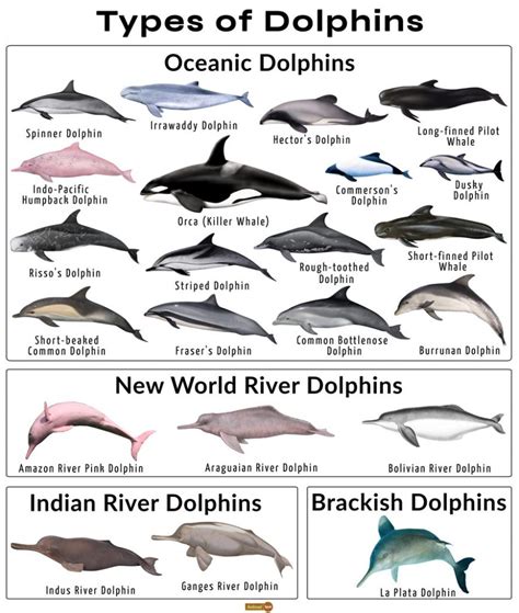 Dolphin Facts, Types, Classification, Habitat, Diet, Adaptations