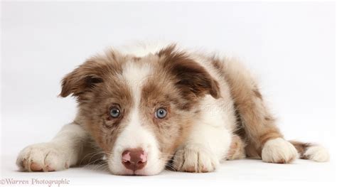 Dog: Red merle Border Collie puppy lying with chin on the floor photo ...