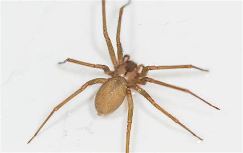 What Every Denton Resident Ought To Know About Brown Recluse Spiders