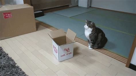 fat cat funny gif | WiffleGif