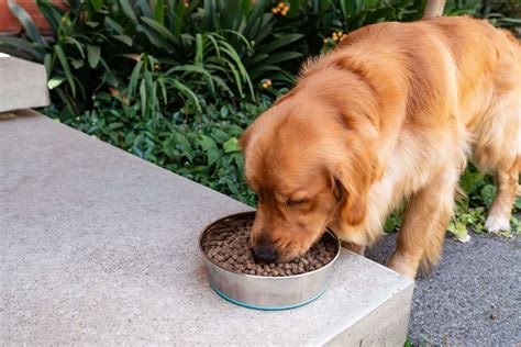 What do dogs eat? Foods dogs can eat. - Petstock NZ Blog