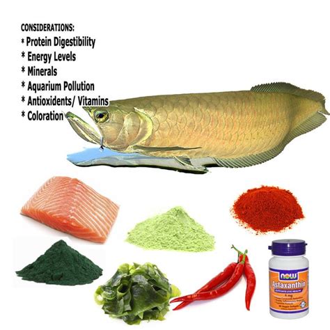 Aquarium Fish Food Requirements | Fish recipes, Fish, Aquarium fish food