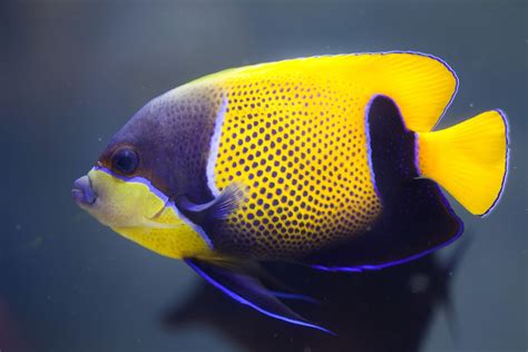 Saltwater Angelfish Species