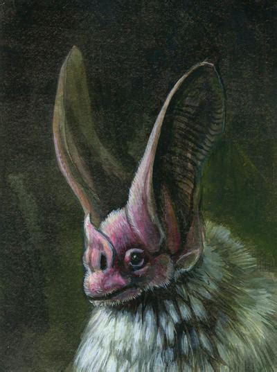 leaf nosed bat by hibbary on DeviantArt