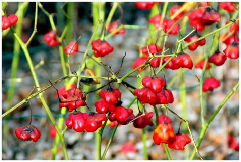 Capsicum Baccatum: Berry-Like And Bold - PepperScale