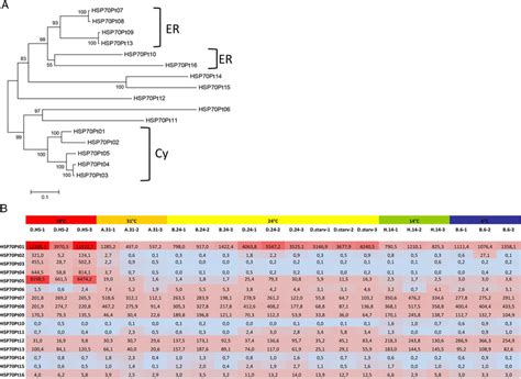 Expression level of heat-shock (HSP70) genes. (A) Neighbour-joining ...