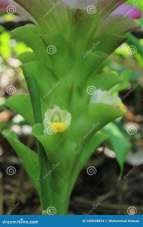 Photo of Kunyit Flower Plant. Its Latin Name is Curcuma LongaÂ Linn.Â ...