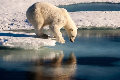 Polar bears face new challenge as sea ice becomes speedier, study says ...