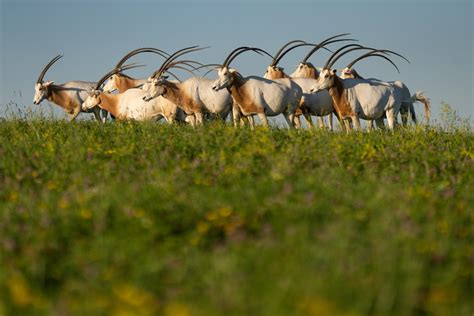 Scimitar-horned Oryx | The Wilds