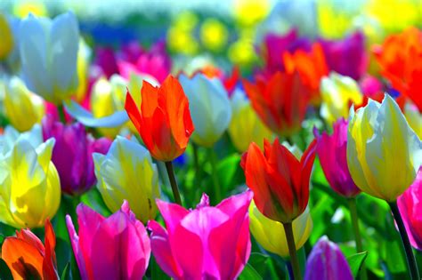 15 Best spring wallpaper tulips You Can Use It At No Cost - Aesthetic Arena